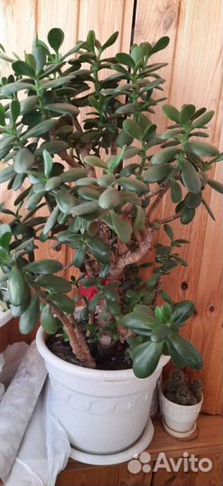 Комнатные растения