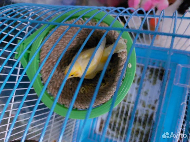 Кенара и канарейки