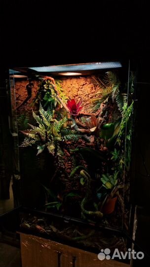 Террариумы премиум класса