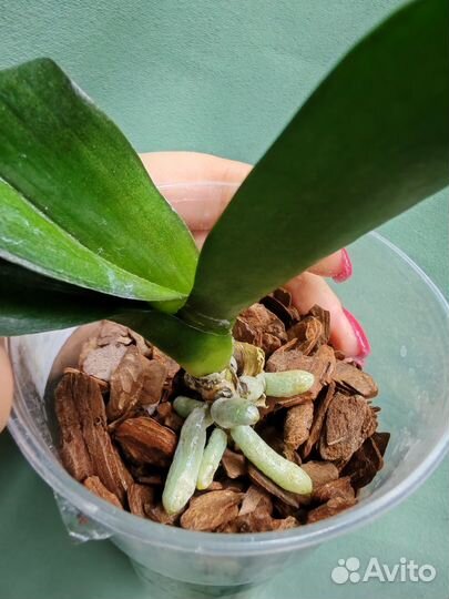 Орхидея фаленопсис