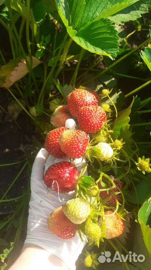 Рассада клубники