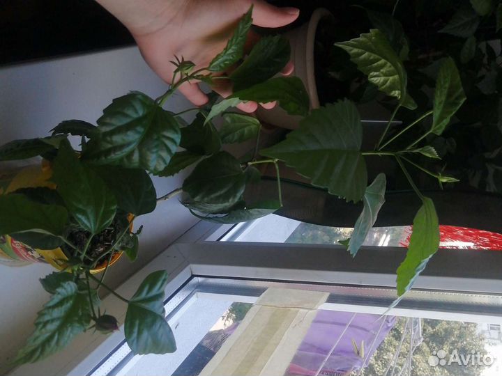 Гибискус китайская роза