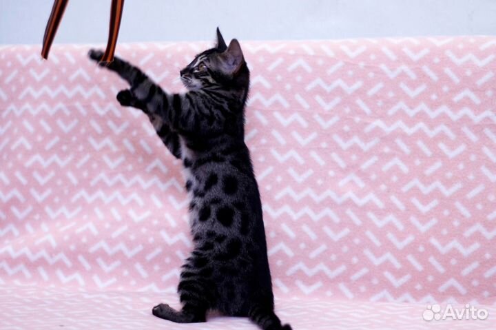 Черные бенгалы (угольный окрас)