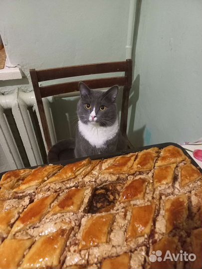 Кот на вязку