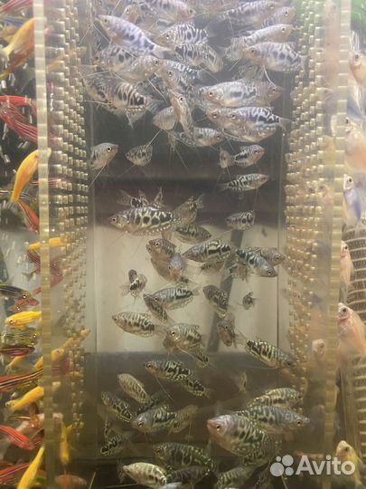 Аквариумные рыбки