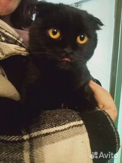 Британский вислоухий