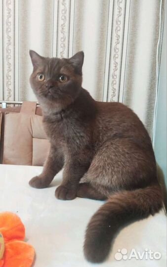 Британчики