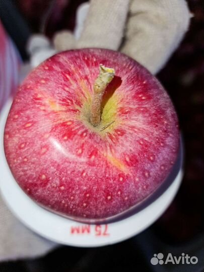 Яблоко Женева