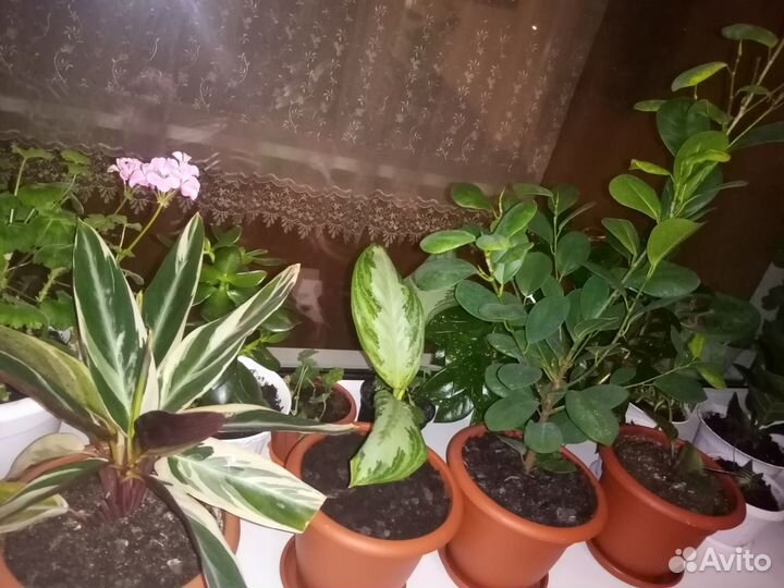 Комнатные цветы в ассортименте