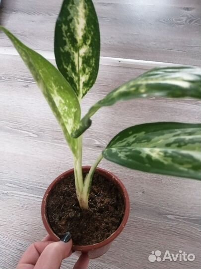 Аглаонема. Диффенбахия