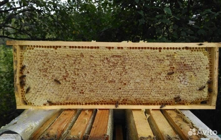 2023 года Мед из Алтая опт