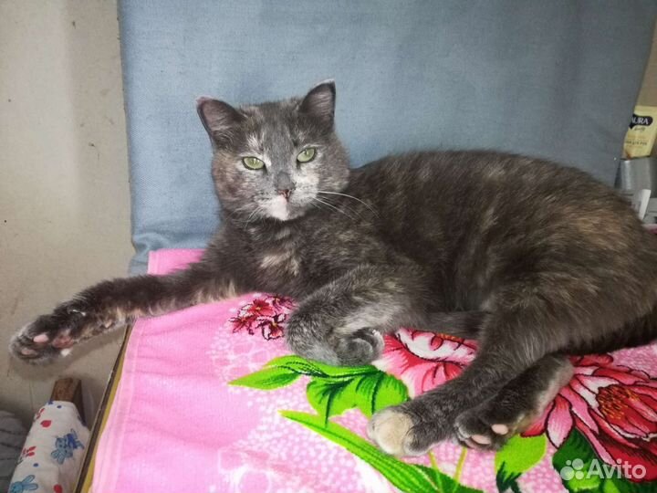 Кошка в самые заботливые руки