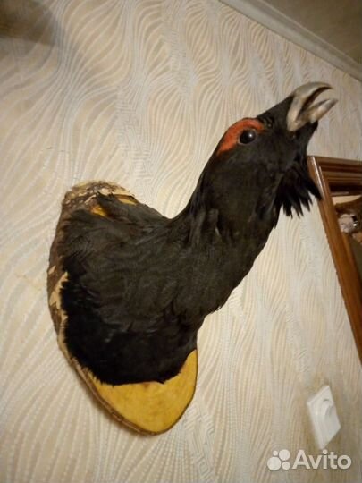 Чучело птицы