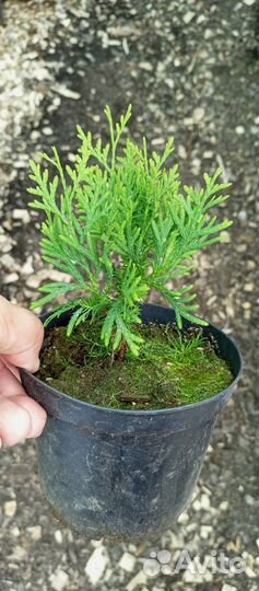 Саженцы горной сосны, туи,ели голубой,пихты