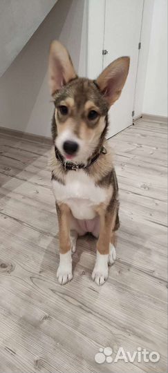 Замечательная собака в добрые руки