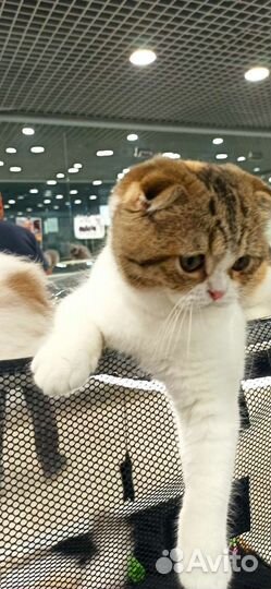 Шотландские вислоухие котята