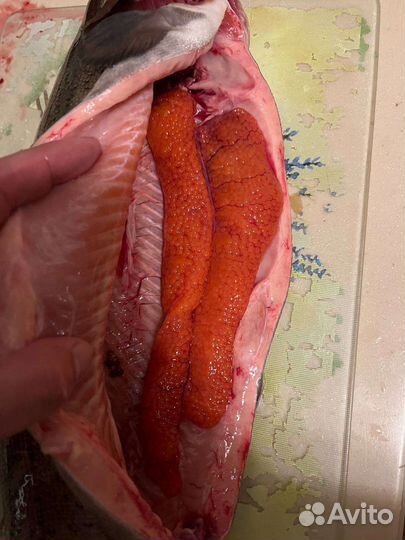 Карельская форель 2,4кг+