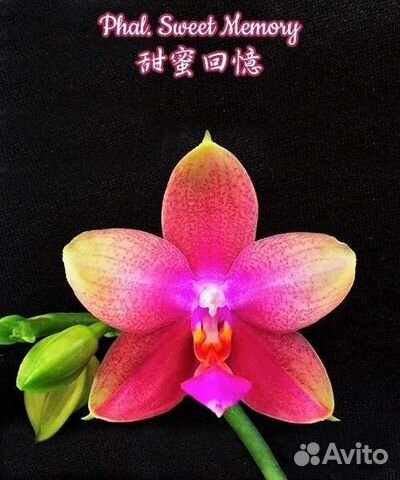Орхидея Sweet memory с цветоносом