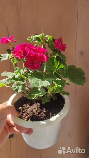 Пеларгония герань розебудная махровая плющелистная