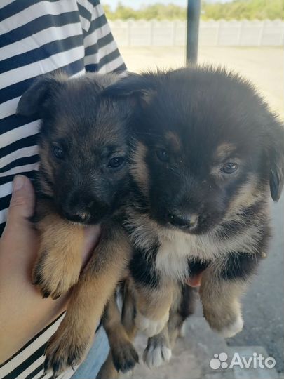 Собака в добрые руки отдам бесплатно