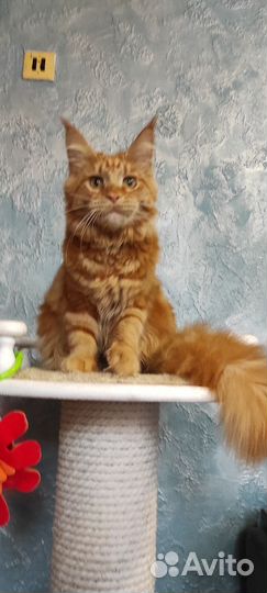 Котята 5 месяцев