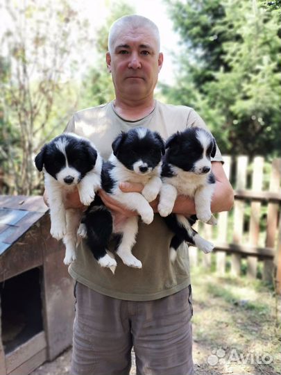 Щенки бордер колли