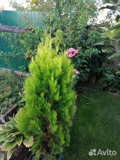 Туя ауреа нана