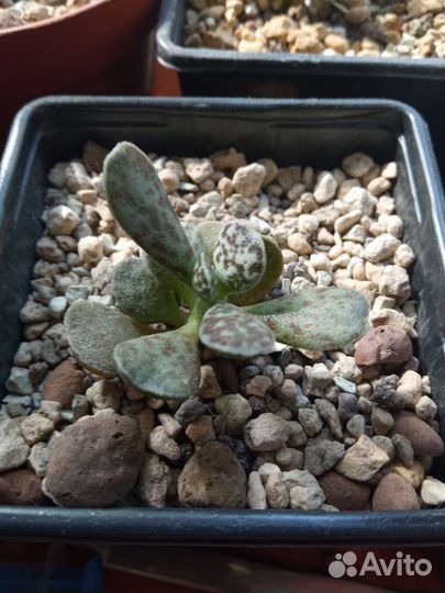 Адромискусы