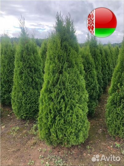 Туи в ассортименте: Колумна, Брабант, Смарагд