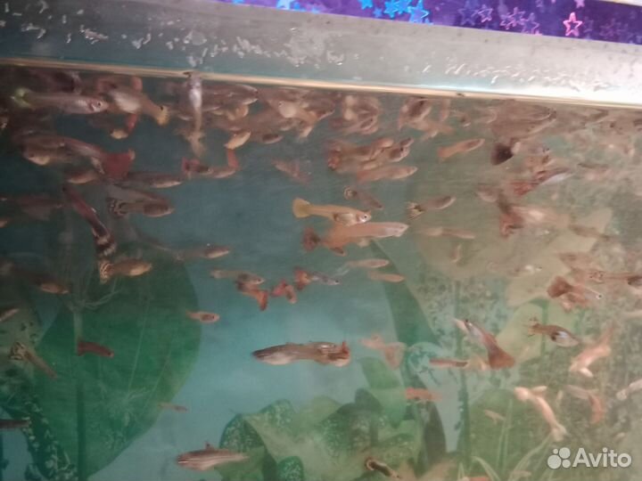 Рыбки гуппи