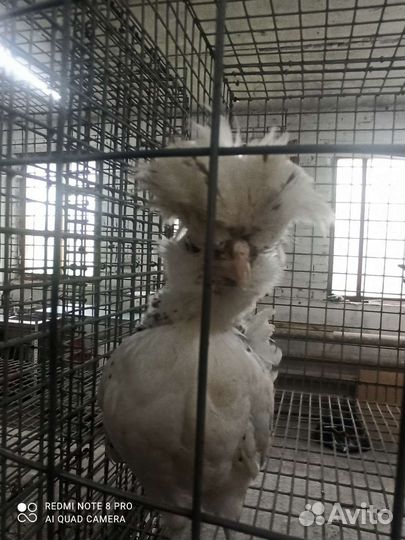 Цыплята падуан