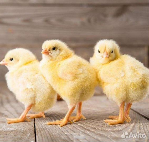 Цыплята бройлера запись