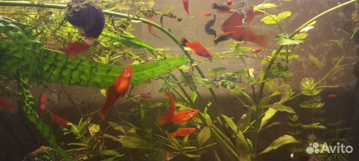 Аквариумные рыбки