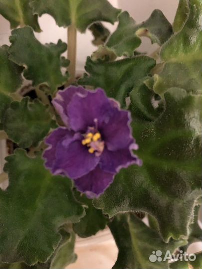 Фиалка в горшках