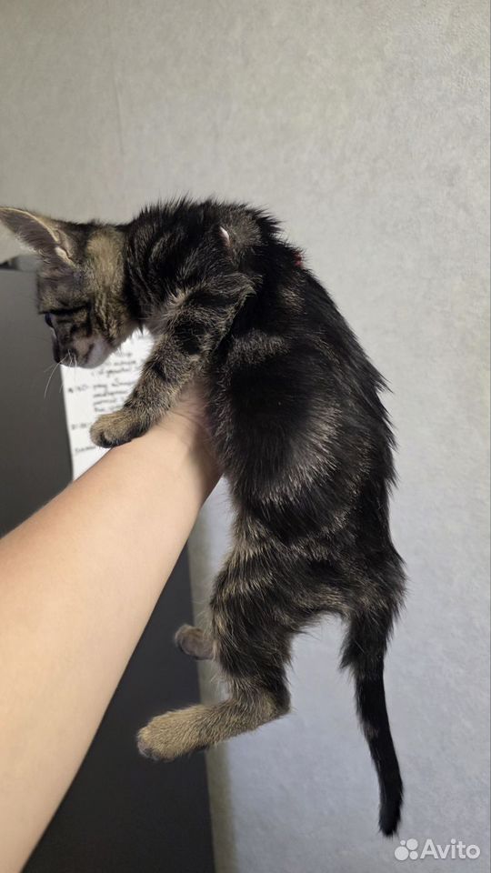 Котёнок в добрые руки, Краснодар