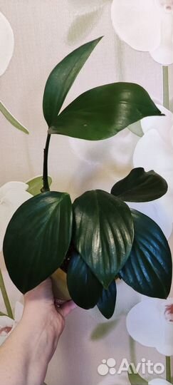 Фил монстера сциндапсус