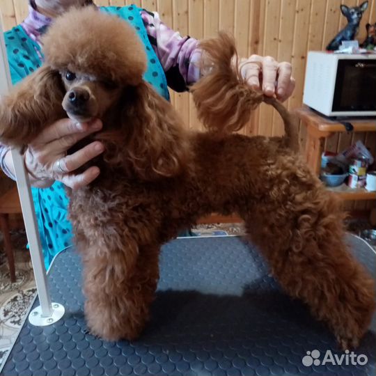 Щенки той пуделя