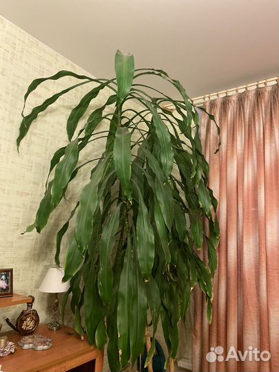 Драцена гиганская