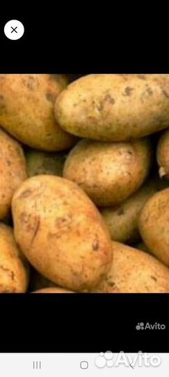 Продам картофель