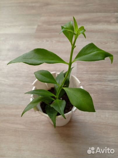 Комнатные цветы. Эсхинантус Жар Птица