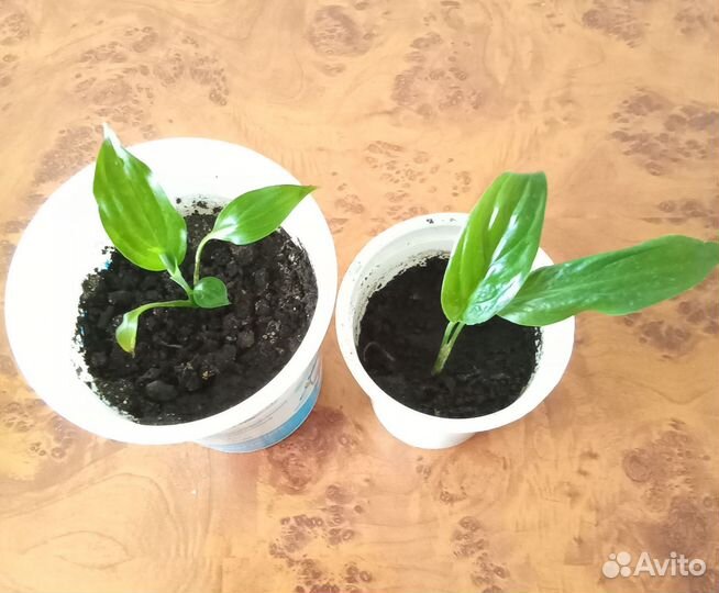 Комнатные растения - спатифиллум