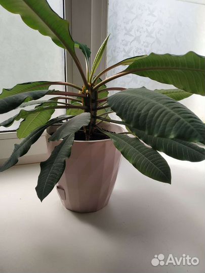 Молочай гребенчатый