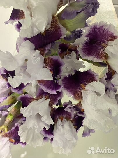 Цветы ирисы