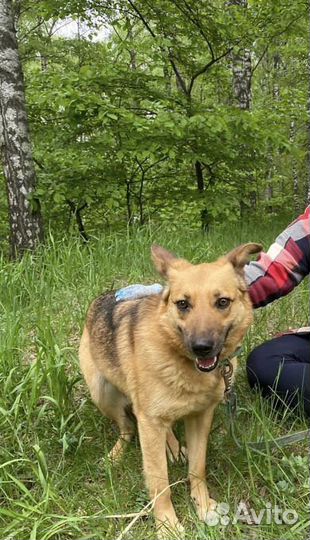 Собака в добрые руки