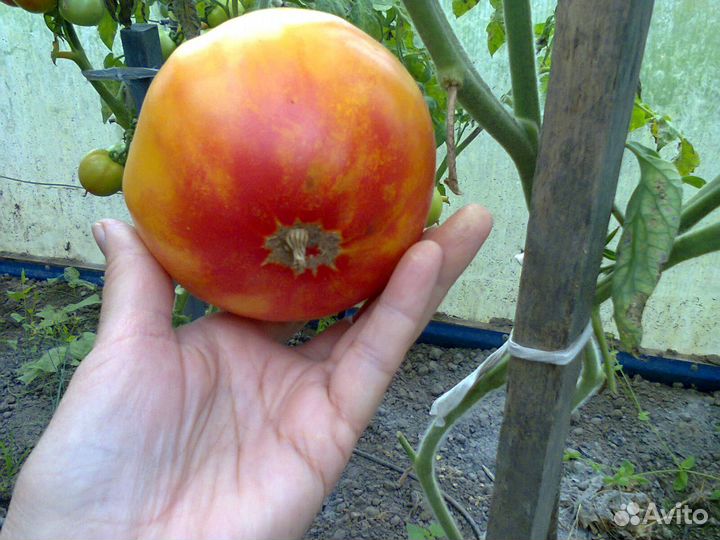 Семена самых вкусных томатов и перцев, дыни