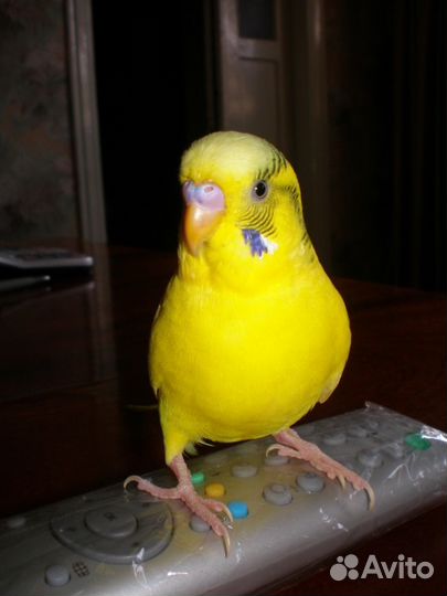 Волнистые попугаи домашнего разведения