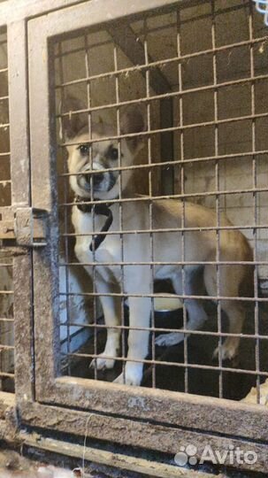 Щенки 3,5 мес, с приюта