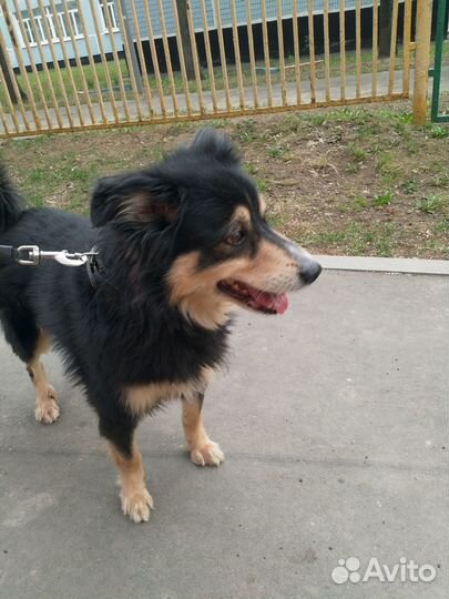 Собака бесплатно в добрые руки