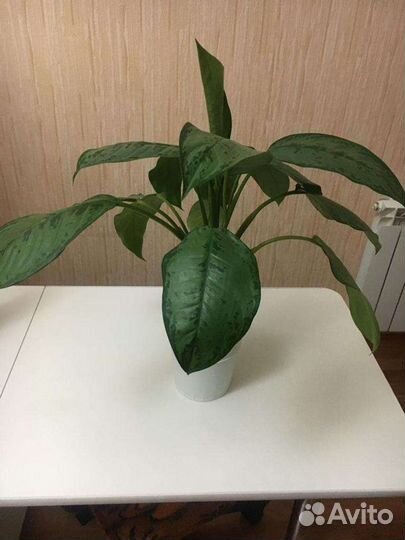 Аглаонема с 2мя большими детками