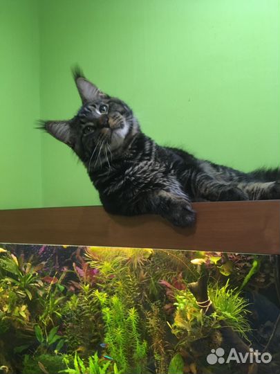 Прополка. Креветка вишня